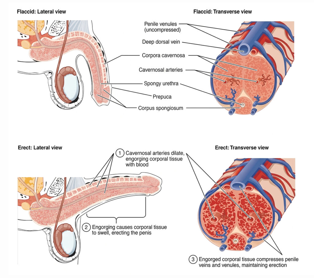 Penile anatomy diagram comparing flaccid and erect states, showing arterial blood flow, tissue expansion, and vein compression.